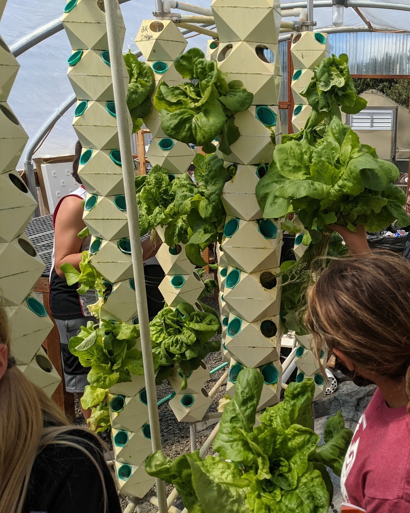 Hydroponic Towers!