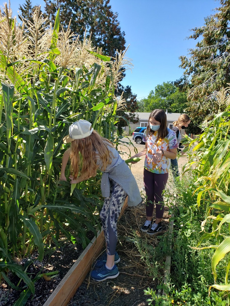 7th grade harvesting corn.