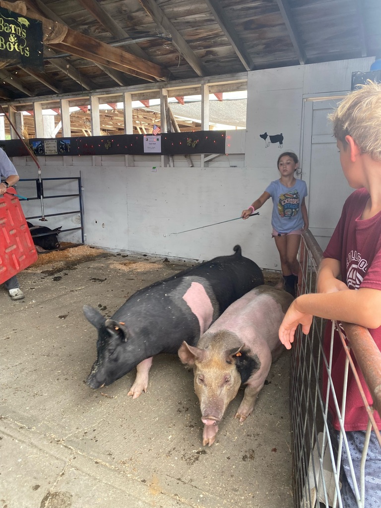 Emmersyn working with her pigs