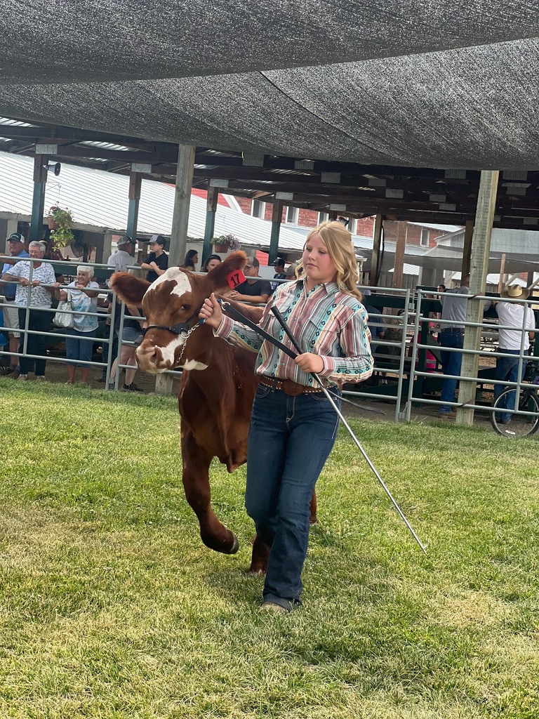 Ainslee in the show ring